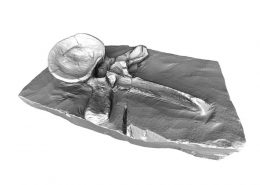 Plesiosaur Artec Eva Europac 3D